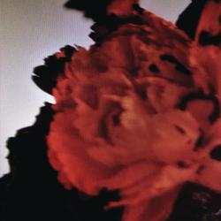 album-detail-cover